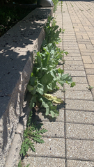 Papaver somniferum