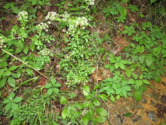 Thaspium chapmanii