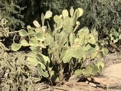 Opuntia engelmannii engelmannii