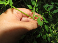 Thaspium chapmanii