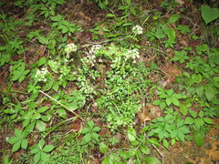 Thaspium chapmanii