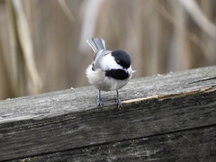 Poecile atricapillus