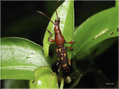 Baryrhynchus poweri