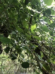 Peraphyllum ramosissimum