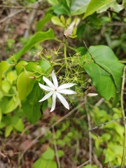 Jasminum malabaricum