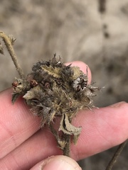 Malvastrum americanum