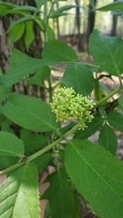 Sambucus racemosa