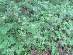 Thaspium chapmanii