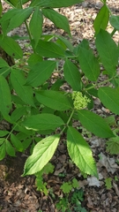 Sambucus racemosa