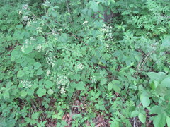 Thaspium chapmanii