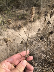 Malvastrum americanum