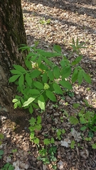 Sambucus racemosa