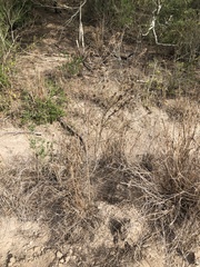 Malvastrum americanum