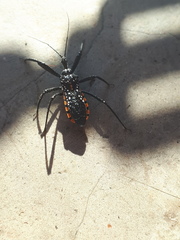 Rhynocoris albopunctatus