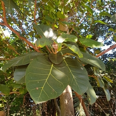 Ficus trichopoda