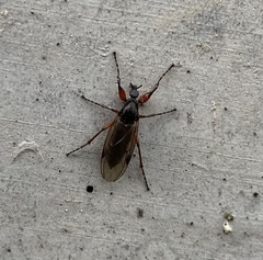 Bibio hortulanus