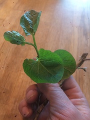 Angiospermae
