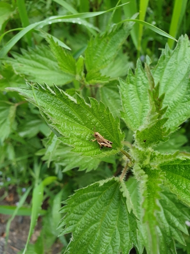 Green Mountain Grasshopper, 77728 Oppenau, Deutschland, photo 10 of 10