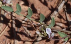 Astragalus lotiflorus