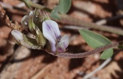 Astragalus lotiflorus