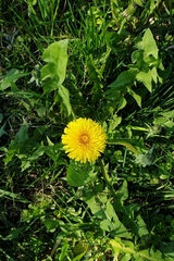 Taraxacum officinale