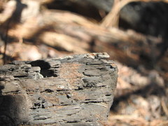 Sceloporus torquatus binocularis