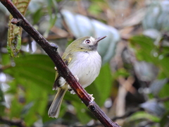 Hemitriccus granadensis