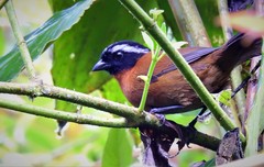 Oreothraupis arremonops