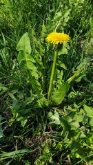 Taraxacum officinale