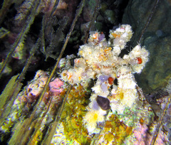 Camposcia