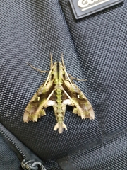 Hemeroplanes ornatus