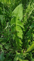 Taraxacum officinale