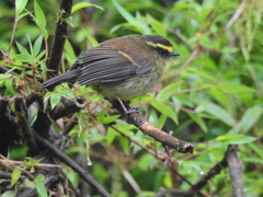 Silvicultrix diadema