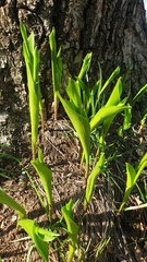 Convallaria majalis
