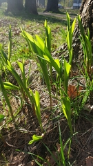 Convallaria majalis