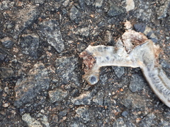 Afrotyphlops schlegelii