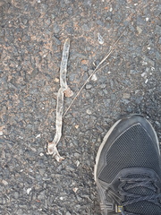 Afrotyphlops schlegelii