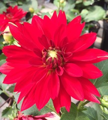 Dahlia