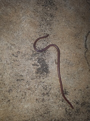 Myriopholis longicauda