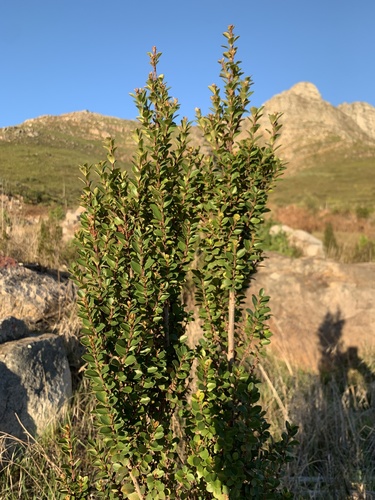 African Boxwood