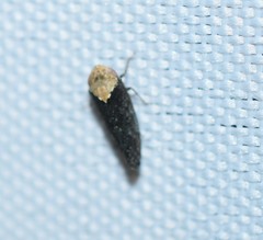 Paraphlepsius eburneolus