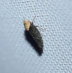 Paraphlepsius eburneolus