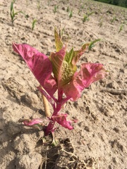 Phytolacca americana
