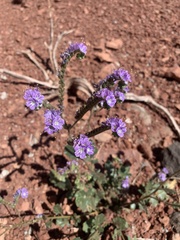Phacelia crenulata