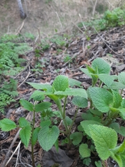 Lamium album