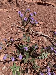 Phacelia crenulata