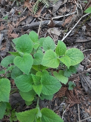 Lamium album