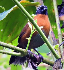 Oreothraupis arremonops