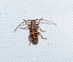 Eupogonius tomentosus