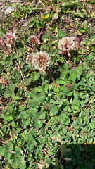 Trifolium repens